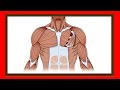 Sistema Muscular: Funciones y Características