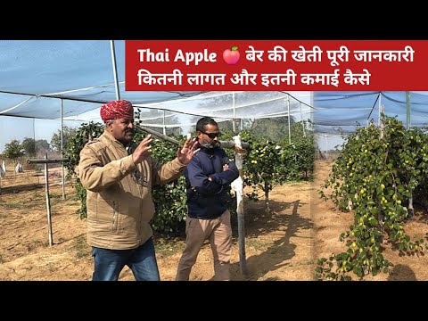 Thai Apple 🍎 बेर की खेती पूरी जानकारी। कितनी लागत और इतनी कमाई कैसे 🤑। Farming guru ji