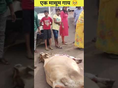 एक मासूम सी गाय 🥺#shorts#short#cow#sad#emotnal_videos