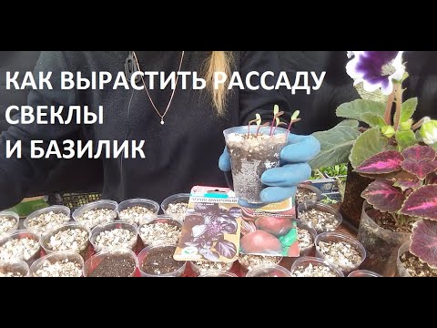 Как вырастить рассаду свёклы и базилик