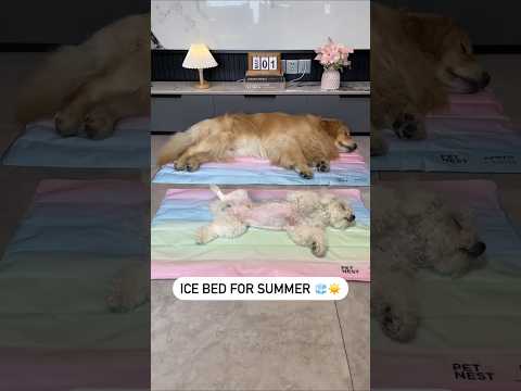 Summer Time🐶 #dogproducts #petproducts #dogowners #catowners #petowners
