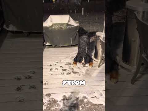 Щенок которого забыли на улице замёрз но не перестал ждать хозяйку