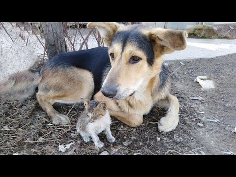 Watch how a dog fall in love with abandoned sick kitten at the garbage area    Miralce story!