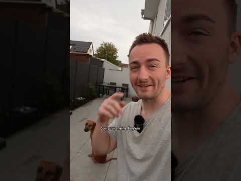 So ist harmonisches Spiel bei Hunden möglich