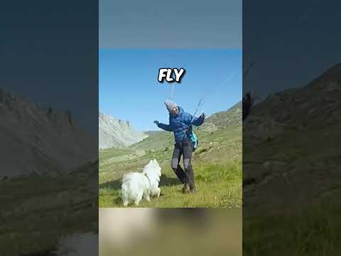 This Dog loves Paragliding with his Owner ?(@ouka.sam via IG)
