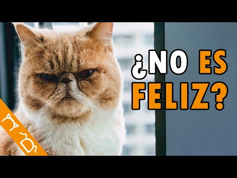 10 Hábitos De Los Gatos Infelices