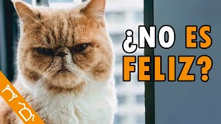 10 Hábitos De Los Gatos Infelices
