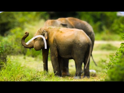 Huge Tumor Discovered in Wild Elephant s Mouth  Shocking Footage දින12ක්ගතවී ඇතත් තවමත් ප්‍රතිකාරනෑ