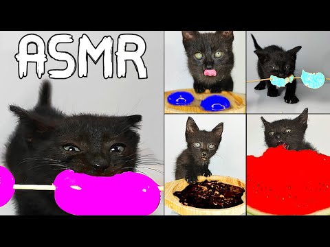 Top 5 Kitten ASMR Eating Colorful Food Compilation