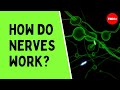 Exploring the Electrical Storm of Nerve Function