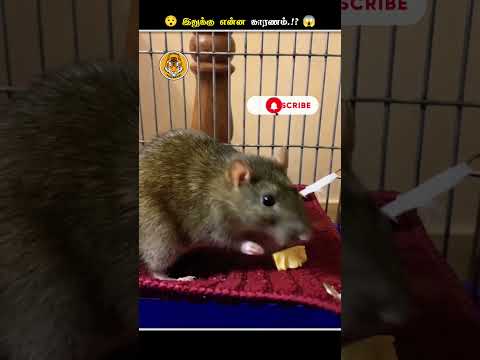 எலிகளுக்கு எதனால Cheese னா ரொம்பவே பிடிக்குது.!? || Why Rats Like Cheese || Animal Voiceover Tamil