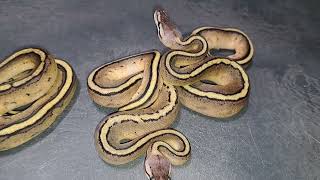 2025-8: Follow-Up BALL PYTHON! Visual + Dble H & Trple H 👀💯 G-Stripe, Pastave, Clown, VPI Axanthic 