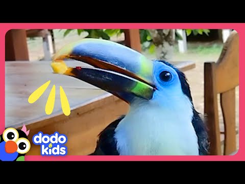 Baby Toucan Lost In The Jungle Needs Help! | Dodo Kids | Rescued!