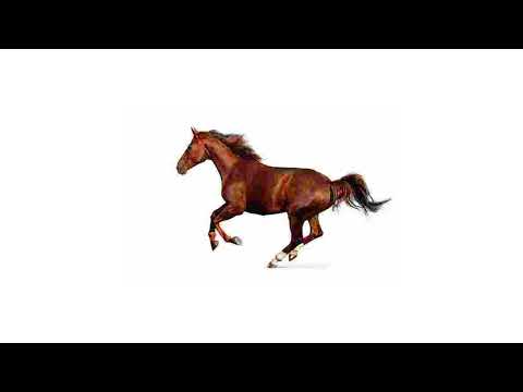 3 hours of silence occasionally broken by a horse sound effect