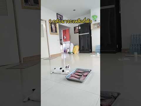เมื่อให้น้องแมวเฝ้าปลากลับมาจะเหลือกี่ตัว #funny #povcomedy #comedy #pov