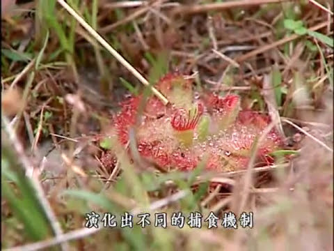 公共電視 我們的島─找回食蟲植物的春天 - YouTube(12分30秒)