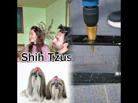 #perros #comedia #mascotas #casa