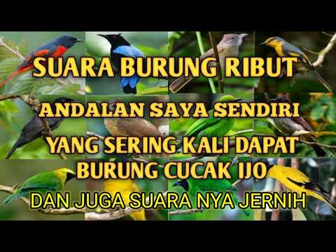 Suara burung ribut ANDALAN saya sendiri yang sering kali dapat burung cucak ijo