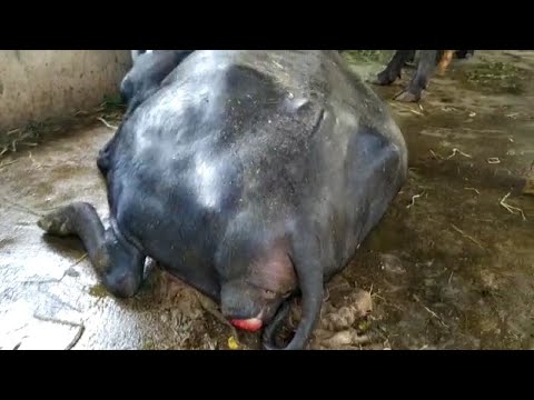 In milk fever emergency how farmer saved his own animal under the guidance of vet  phone advice