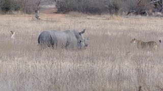 Rhino mother fearlessly defends her calf from lions