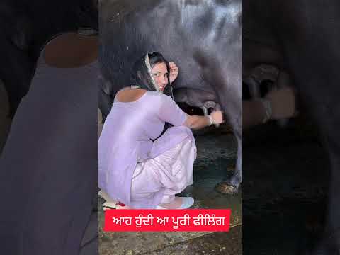 ਆਹ ਵੇਖੋ ਮੱਝ ਚੋਣ ਲੱਗੀ ਸੀ ਤੇ ਬਣ ਗਿਆ ਮਜ਼ਾਕ #punjabfarmers #farming
