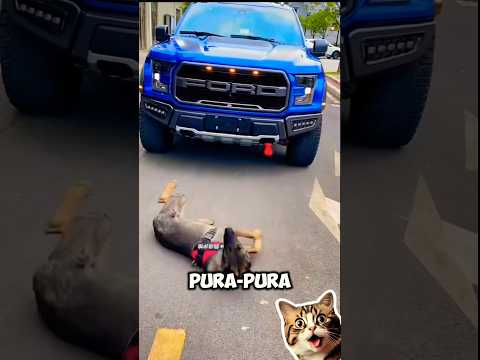 Anjing  Prank Yang Punya Mobil Lewat