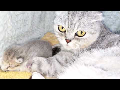 Mom cat takes care of her only 2 day old kitten