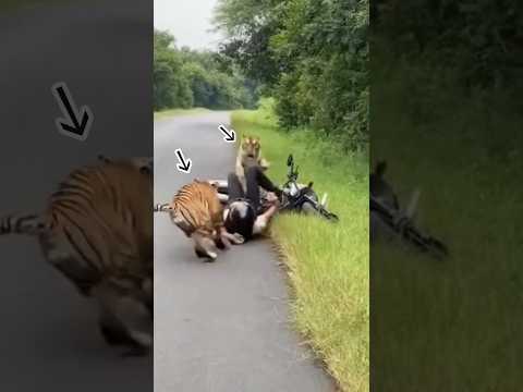 NGERI! POLISI DISERANG 2 HARIMAU SEKALIGUS #trending #tiger #viral #polisi #harimau #binatangbuas