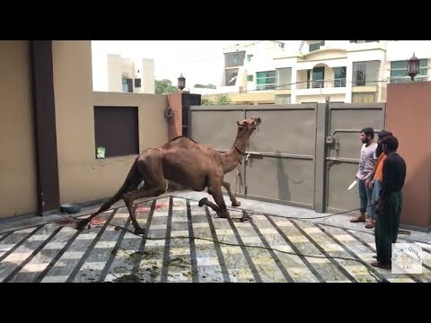 Dangerous Angry Camel Qurbani without Ropes on Eid ul Adha
