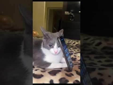 Cats can be helpful too.
