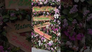 Blumeninsel Mainau 😍🌸 #shorts #reisen #travel