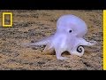 Understanding Emotions and Reactions in Animal Discovery