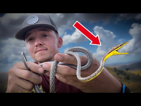 Finding Rare Snakes In Arizona