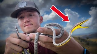 Finding Rare Snakes In Arizona
