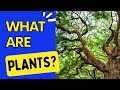Plant Structure and Functions Assessment
