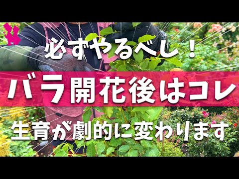 【簡単にできる】薔薇の花が終わったらやるべき作業＆管理を実演解説(剪定・植え付け・肥料)