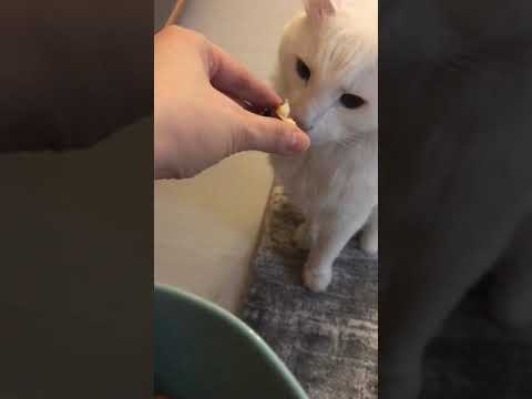 Kestane Koklay p ren Kedi