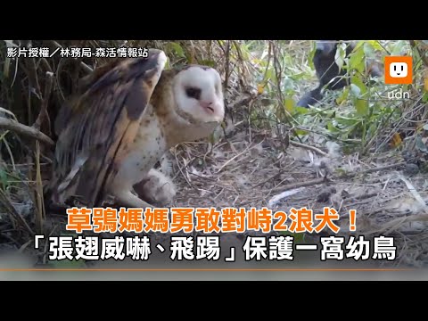 草鴞媽媽勇敢對峙2浪犬！ - YouTube