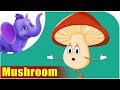 Mushroom Characteristics and Growth