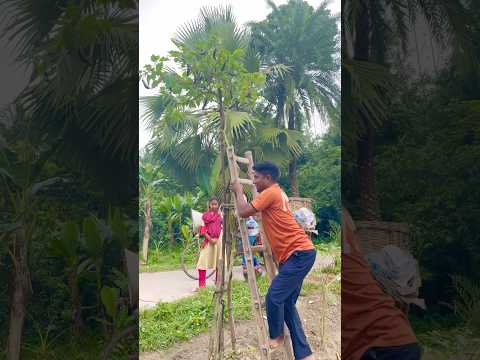 অনেক বেগুন ,মই দিয়ে পাড়তে  হবে । #agriculture #farmers