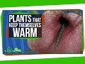 Thermogenesis and Thermoregulation in Plants