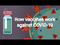 Vaccine Development and Immune Response
