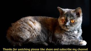 Cat video2021// Cuty Cat sound// cuty and funny cat sound//  cuty Cat video//Animals Lover Muna//