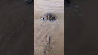 Horse shoe crab | Tajpur #nature #digha #wildlife #oceanwaves