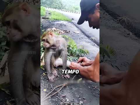 Uomo Trova una Scimmia Legata sul Ciglio della Strada #scimmie #animale #triste