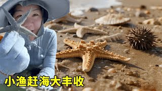小漁趕海大豐收！俯拾皆是海膽海星，意外闖入金錢螺「爆倉點」！ 【漁小仙】