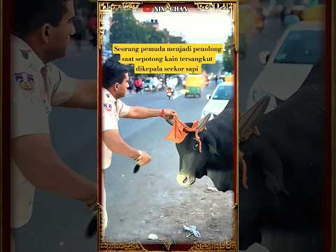 KEBAIKAN HATI PEMUDA KEPADA SEEKOR SAPI YANG TIDAK NYAMAN #kebaikan #baikhati #pemudabaik #sapi
