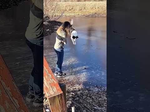 Dog learning from owner 🐶😂 #funny #dog #fyp #youtube