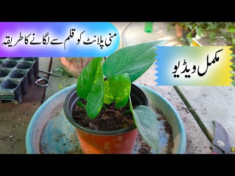 Money plant ko kalam se lagane ka tareeka | How to grow money plant from cutting