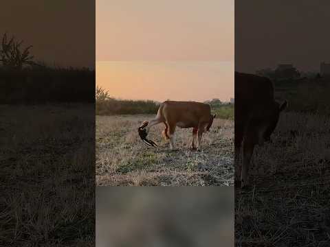 Funny dogs🤣🤣#funny #fyp #foryou #funnyvideos #funnyanimals #dog